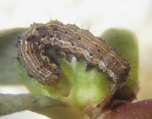 Helicoverpa armigera